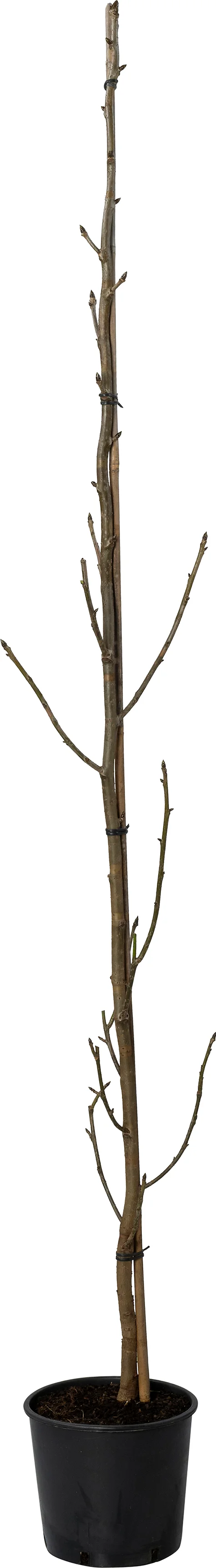 Amberboom (Liquidambar styr. 'Slender Silhouette') D 30 H 200 cm