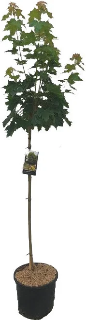 Bolesdoorn (Acer platanoides 'Globosum') D 28 H 150 cm