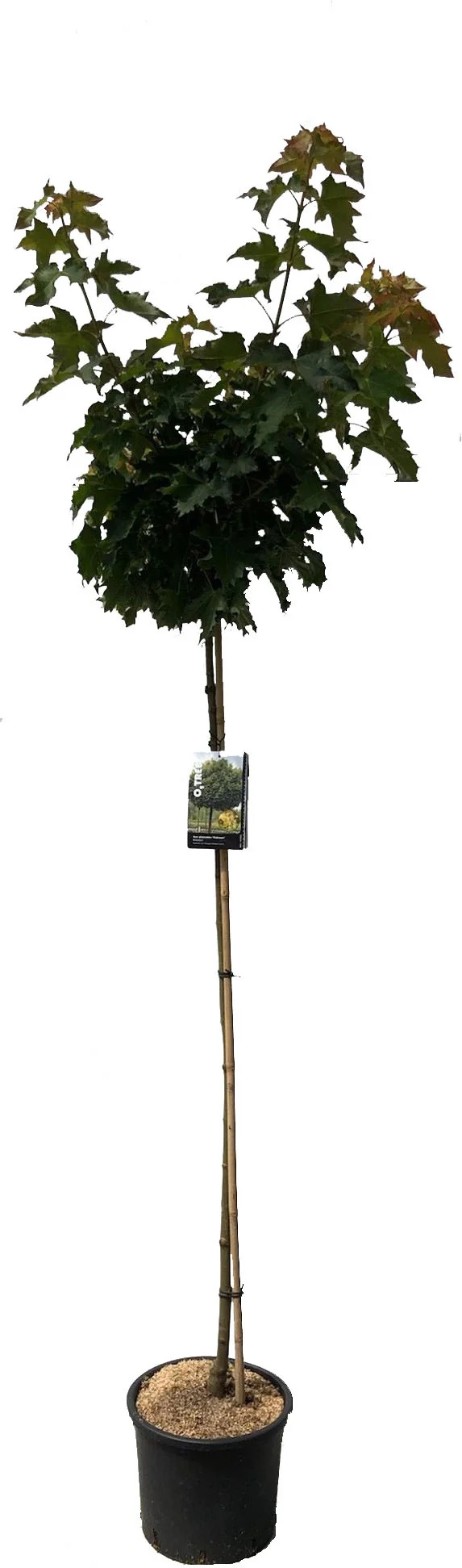 Bolesdoorn (Acer platanoides 'Globosum') D 28 H 190 cm