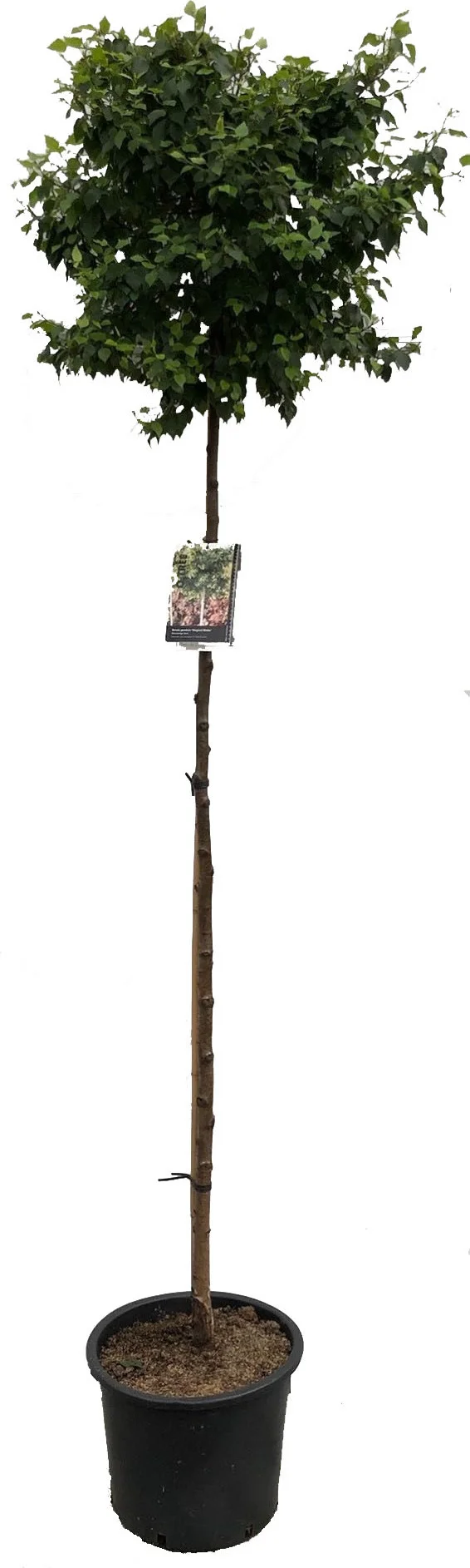 Bolberk (Betula Pendula 'Magical Globe') D 28 H 300 cm
