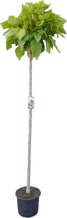 Bolcatalpa (Catalpa bignonioides 'Nana') D 32 H 150 cm