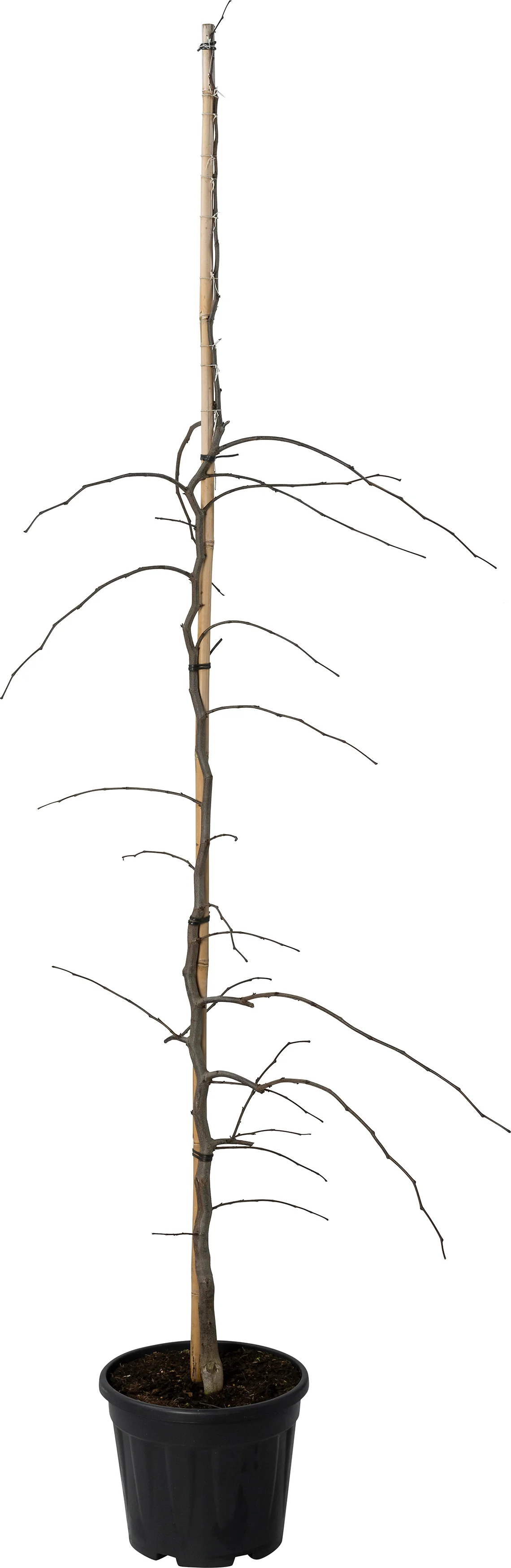 Amerikaanse judasboom (Cercis can. 'Lavender Twist') D 32 H 220 cm