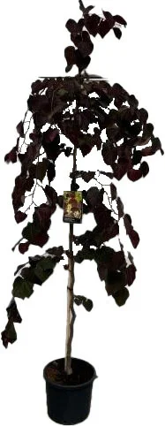 Amerikaanse judasboom (Cercis can. 'Merlot') D 32 H 220 cm