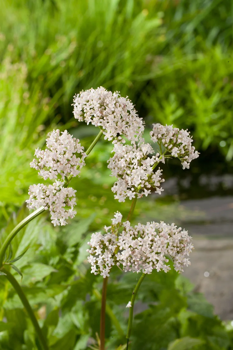 10 x Biologische Valeriaan (Valeriana officinalis ) D 12 H 15 cm (per 10 stuks)
