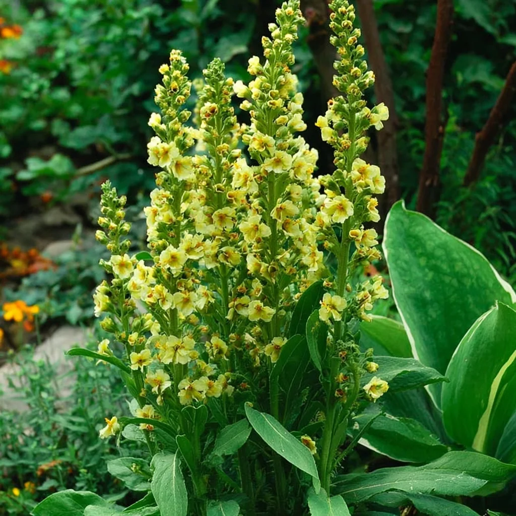 10 x  Biologische Gele toorts (Verbascum nigrum ) D 11 H 15 cm