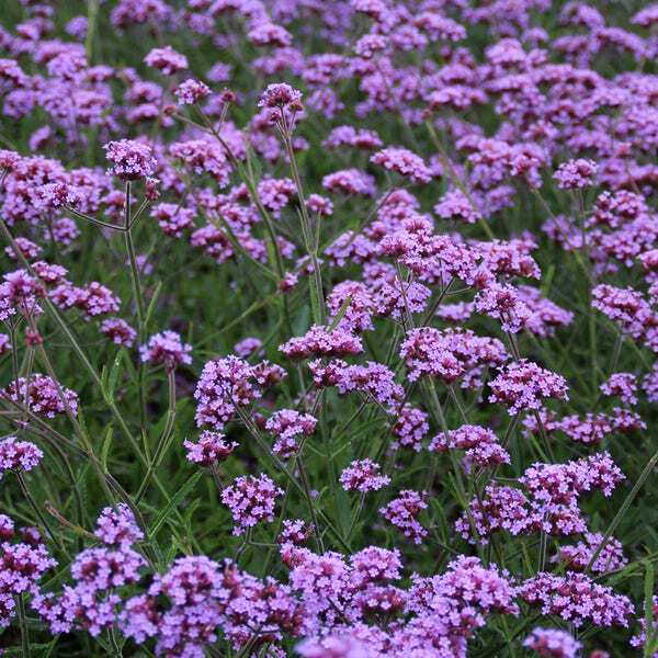 10 x Biologische Stijf ijzerhard (Verbena bonariensis 'Lollipop' ) D 11 H 15 cm