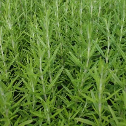 10 x Biologische Rozemarijn (Rosmarinus officinalis ) D 11 H 15 cm