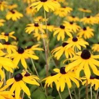 10 x Biologische Gele zonnehoed (Rudbeckia fulgida 'Goldsturm' ) D 11 H 15 cm