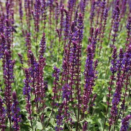 10 x Biologische Bossalie (Salvia nemerosa 'Caradonna' ) D 12 H 15 cm