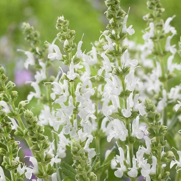 10 x Biologische Bossalie (Salvia nemerosa 'Schneehugel' ) D 11 H 15 cm