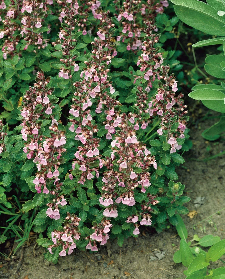 10 x Biologische Echte gamander (Teucrium chamaedrys ) D 11 H 15 cm