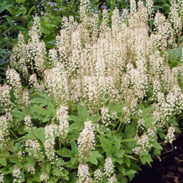 10 x Biologische Schuimbloem (Tiarella cordifolia ) D 11 H 15 cm