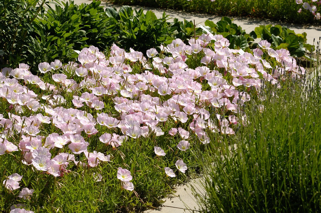 10 x Biologische Teunisbloem (Oenothera speciosa 'Siskiyou' ) D 11 H 15 cm