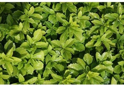 10 x Biologische Dikkemanskruid (Pachysandra terminalis ) D 11 H 15 cm