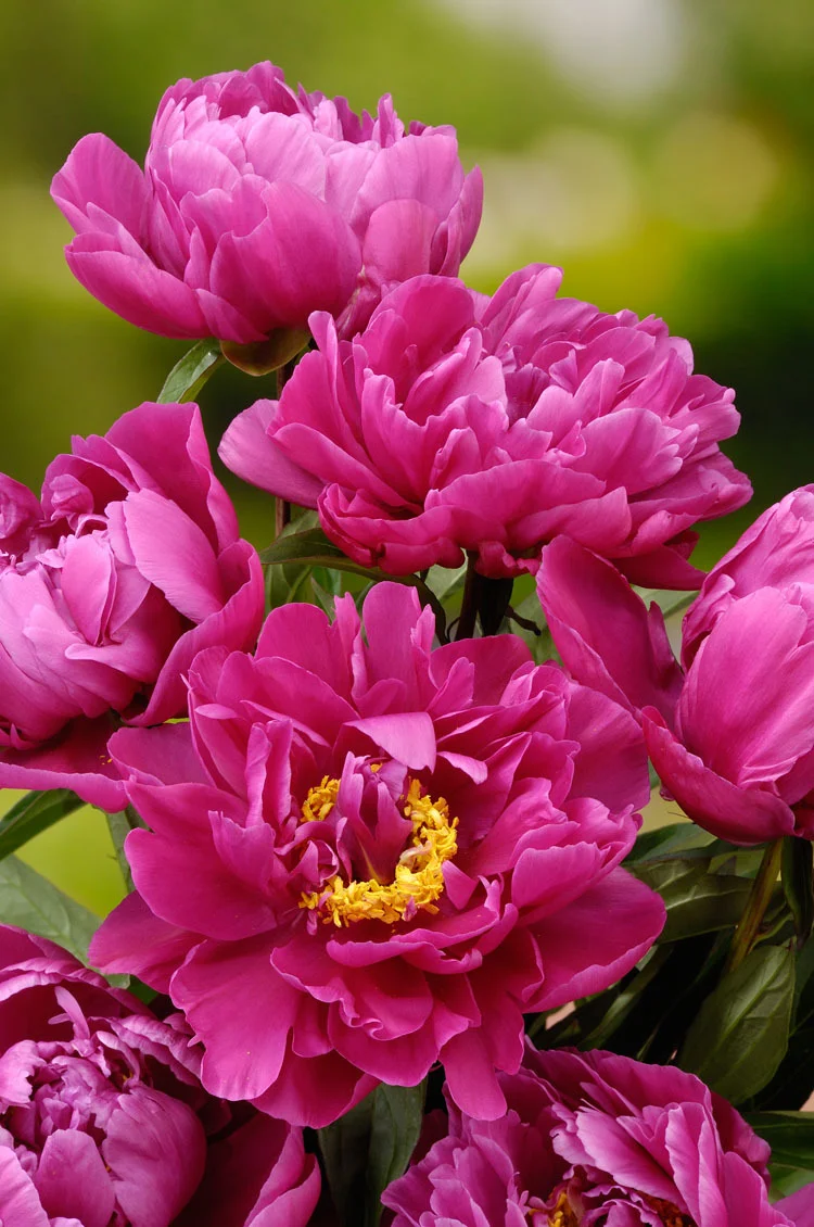 6 x Biologische Pioenroos (Paeonia 'Karl Rosenfield' ) D 12 H 15 cm