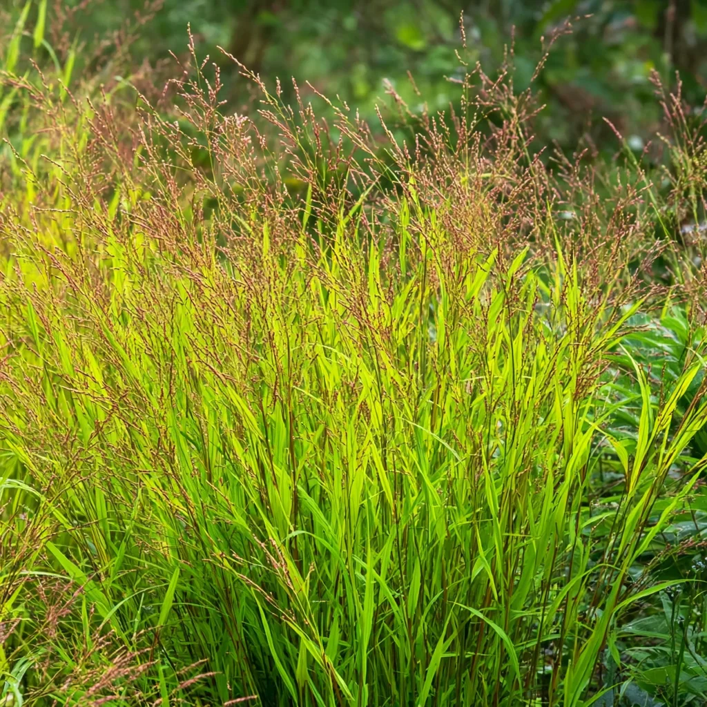 10 x  Biologische Vingergras (Panicum virgatum 'Rehbraun' ) D 11 H 15 cm