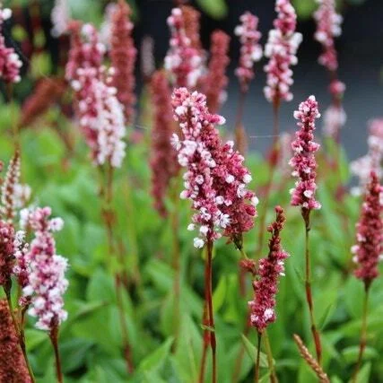 10 x Biologische Duizenknoop (Persicaria bistorta 'Superba' ) D 12 H 15 cm