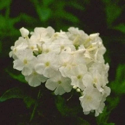 10 x Biologische Vlambloem (Phlox paniculata 'White Admiral' ) D 12 H 15 cm