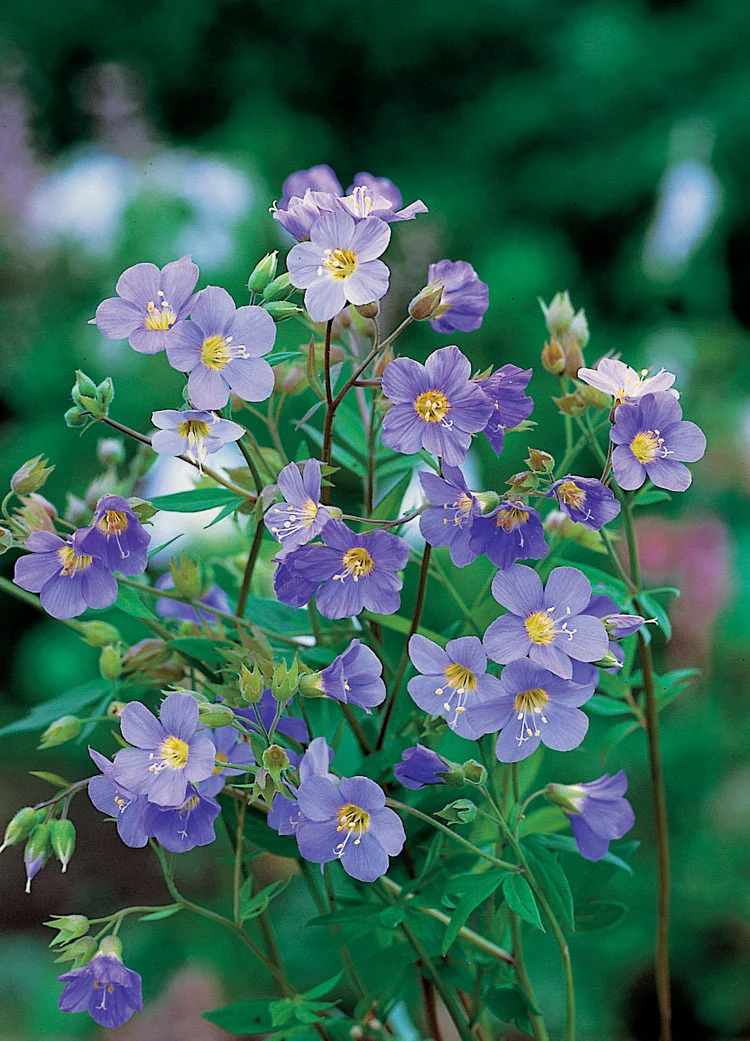 10 x Biologische Jacobsladder (Polemonium repens 'Blue Pearl' ) D 11 H 15 cm