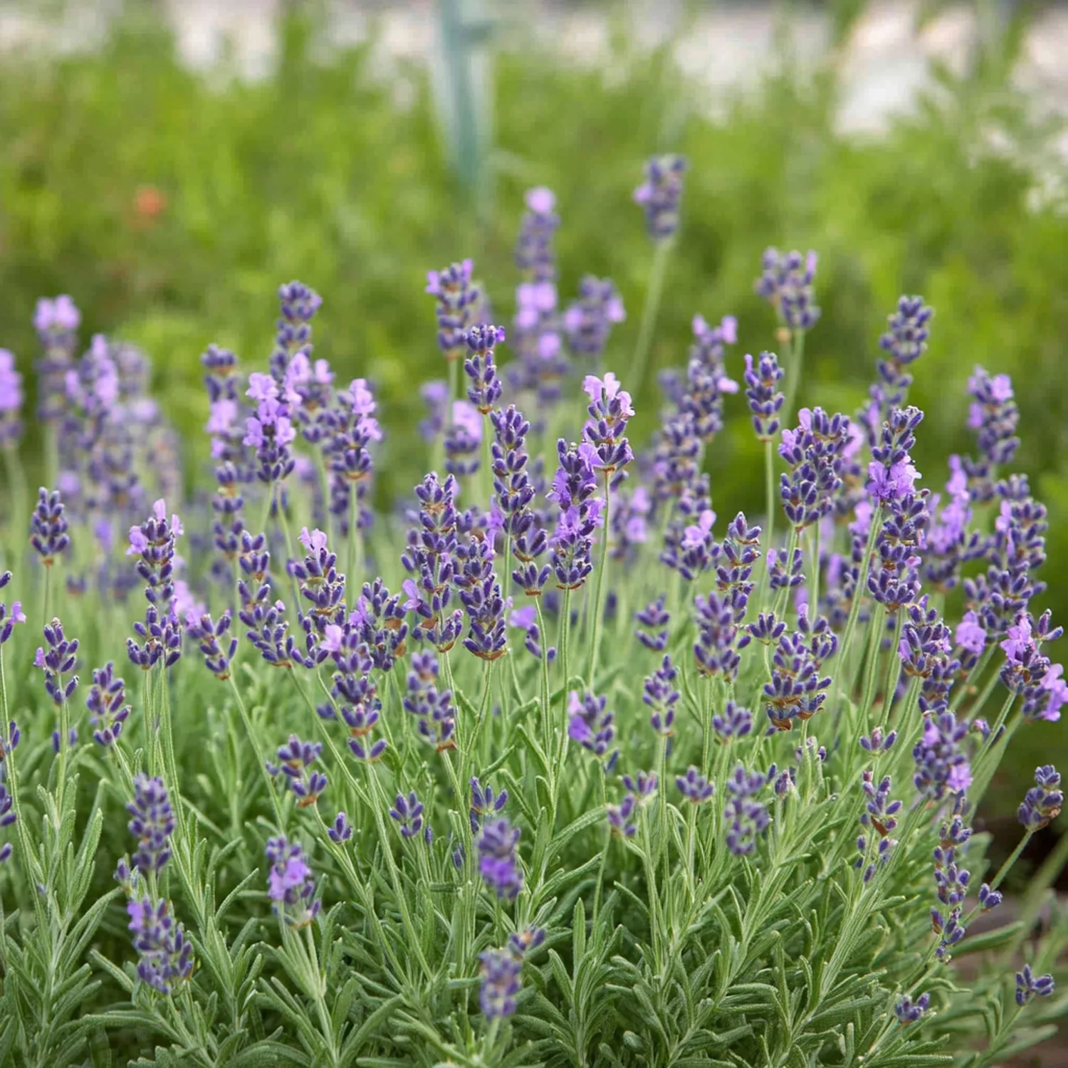 10 x Biologische Lavendel (Lavandula angustifolia ) D 12 H 15 cm