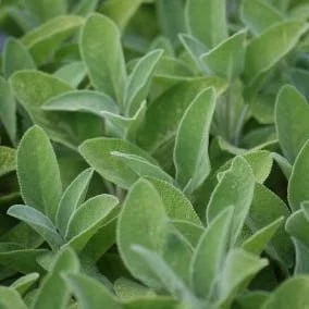 10 x Biologische Salie (Salvia officinalis ) D 11 H 15 cm