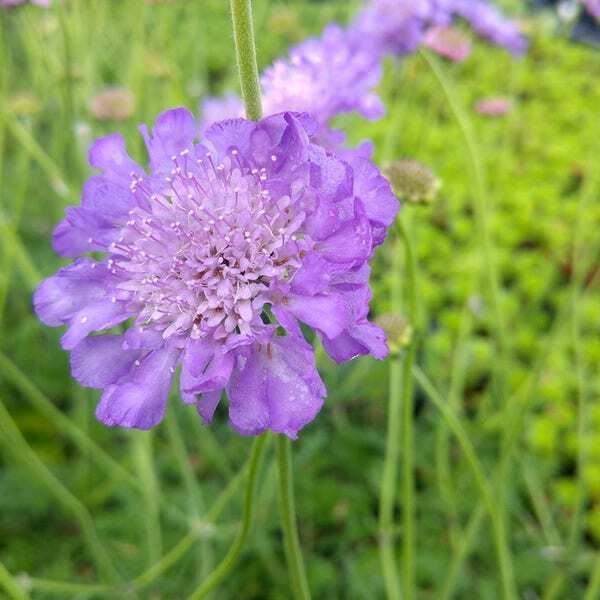 10 x Biologische Duifkruid (Scabiosa columbaria 'Butterfly Blue' ) D 11 H 15 cm