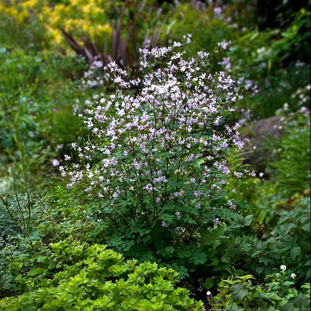 10 x  Biologische Ruit (Thalictrum delavayi ) D 11 H 15 cm
