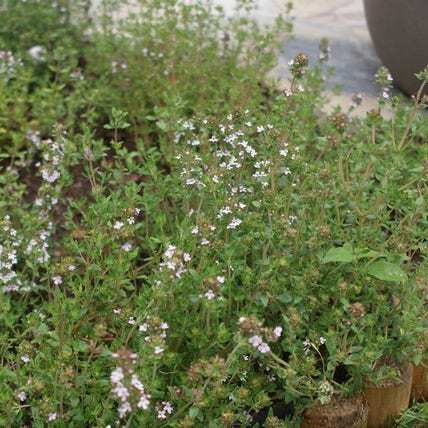 10 x Biologische Tijm (Thymus vulgaris ) D 11 H 15 cm