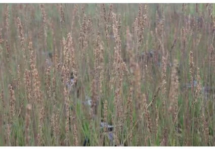 10 x Biologische Pijpestrooitje (Molinia caerulea 'Moorhexe' ) D 12 H 15 cm