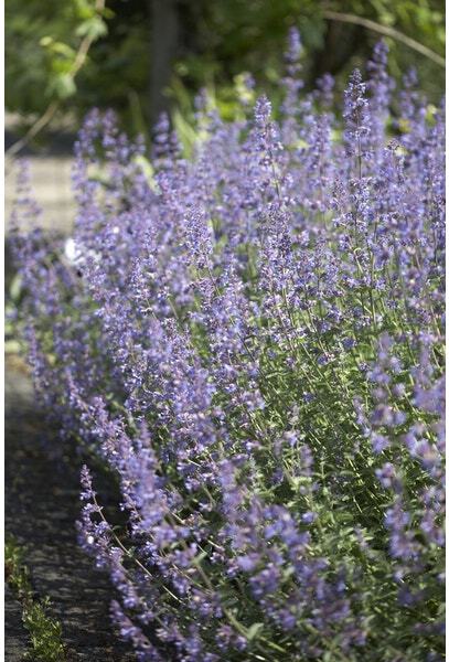 10 x Biologische Kattenkruid (Nepeta 'Walker's Low' ) D 11 H 15 cm