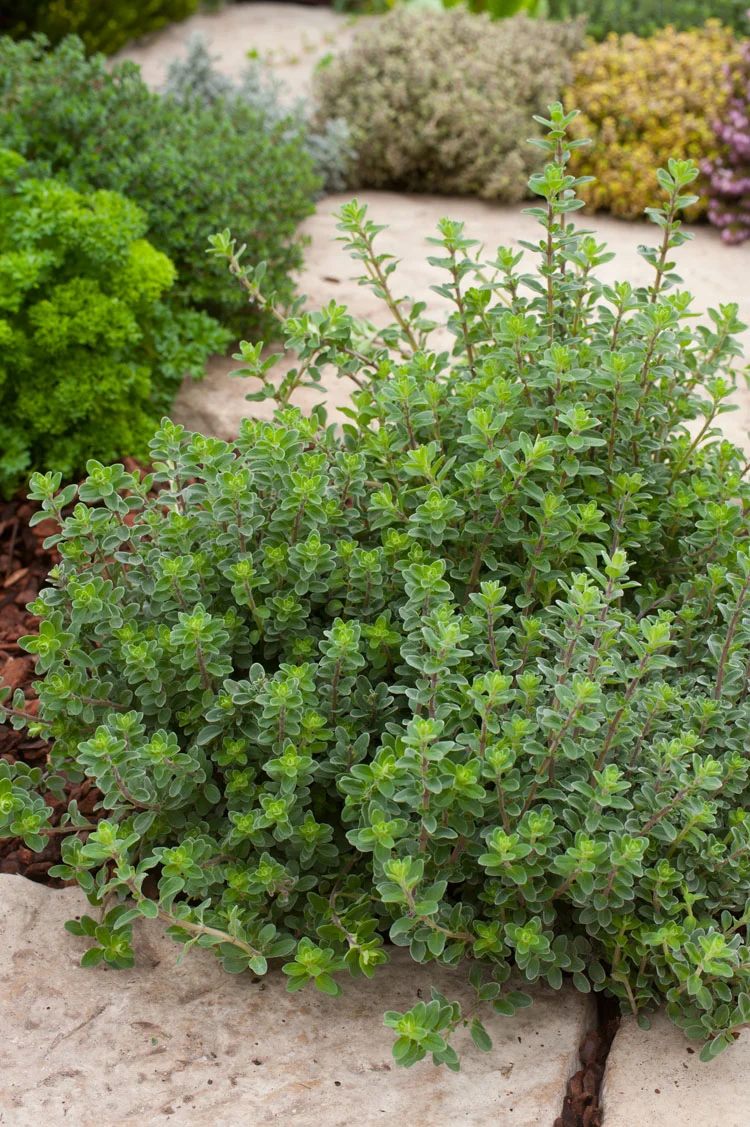 10 x Biologische Wilde marjolein (Origanum vulgare ) D 11 H 15 cm