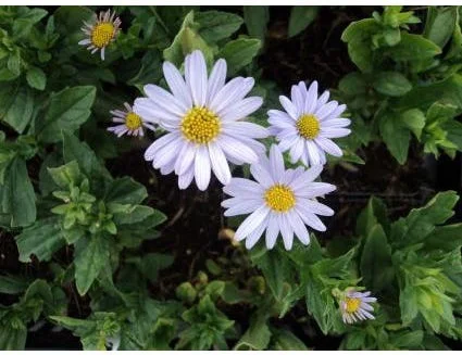 10 x Biologische Zomeraster (Kalimeris incana 'Blue Star' ) D 11 H 15 cm