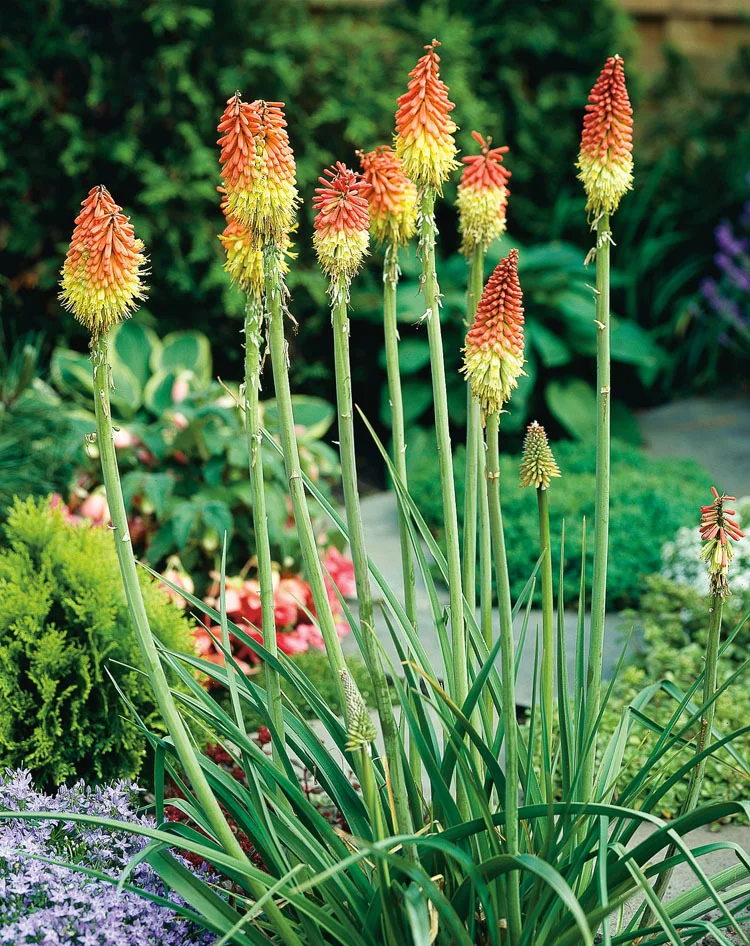 6 x Biologische Vuurpijl (Kniphofia uvaria ) D 12 H 15 cm