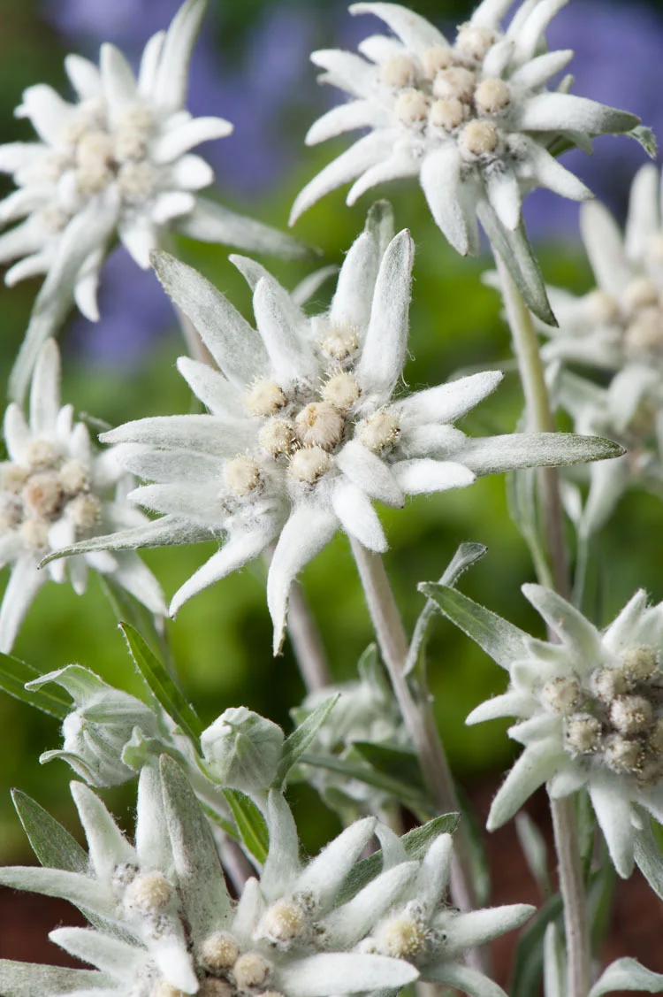 10 x Biologische Edelweiss (Leontopodium alpinum) D 12 H 15 cm