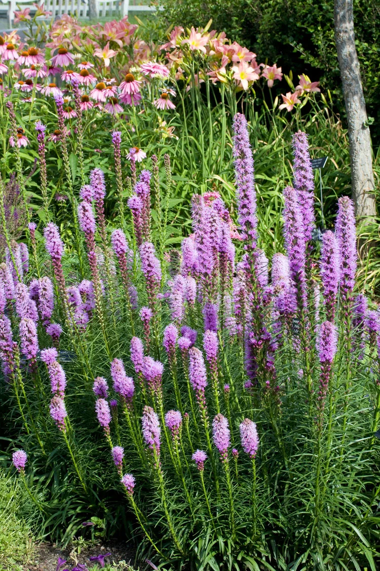 10 x Biologische Knopig slangewortel (Liatris spicata 'Kobold') D 12 H 15 cm