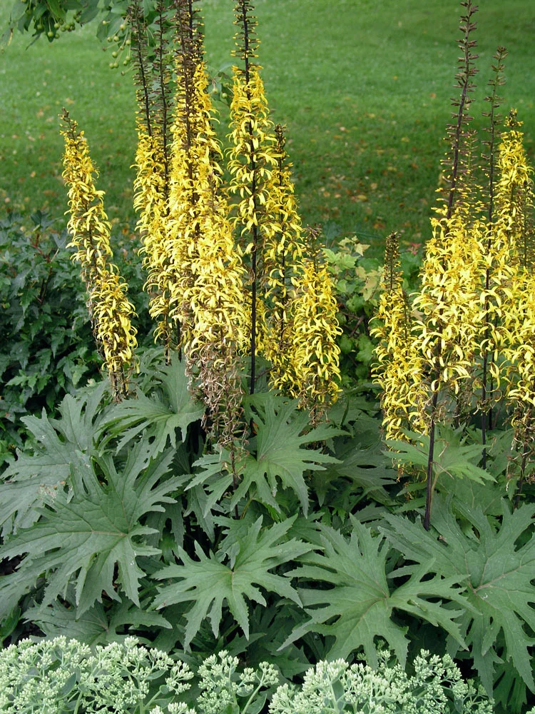 10 x Biologische Kruiskruid (Ligularia przewalskii ) D 17 H 15 cm