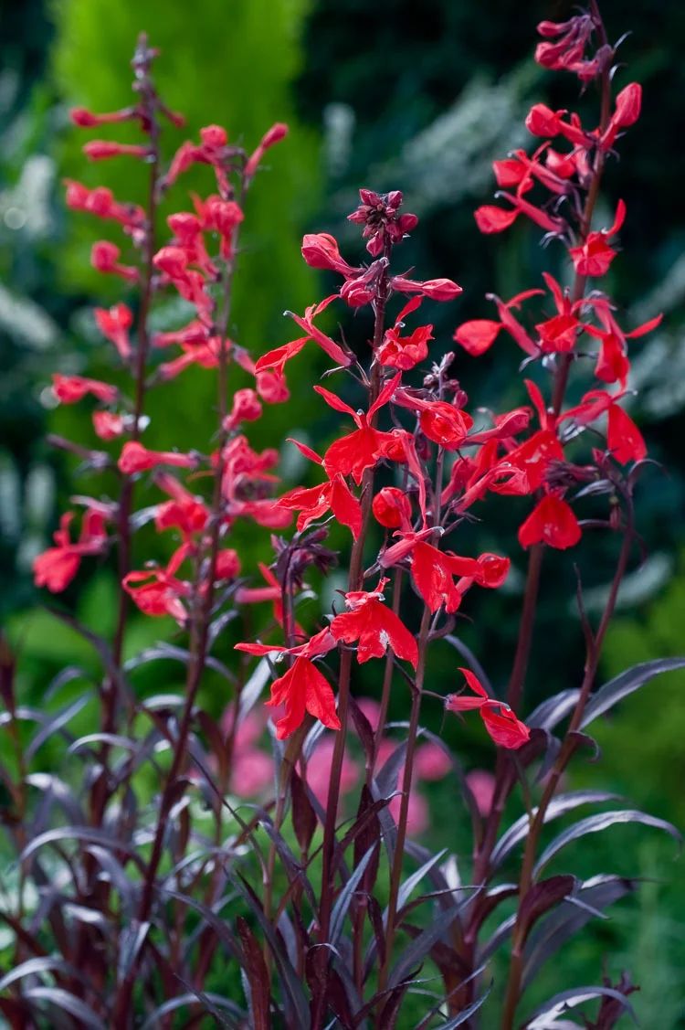 10 x Biologische Lobelia (Lobelia fulgens 'Queen Victoria' ) D 11 H 15 cm