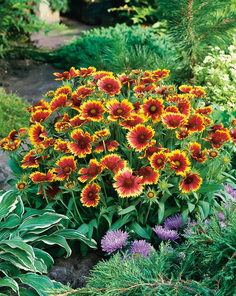 10 x Biologische Kokardebloem (Gaillardia 'Kobold') D 11 H 15 cm