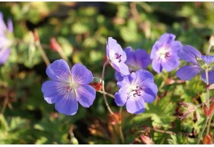10 x Biologische Ooievaarsbek (Geranium 'Rozanne') D 11 H 15 cm