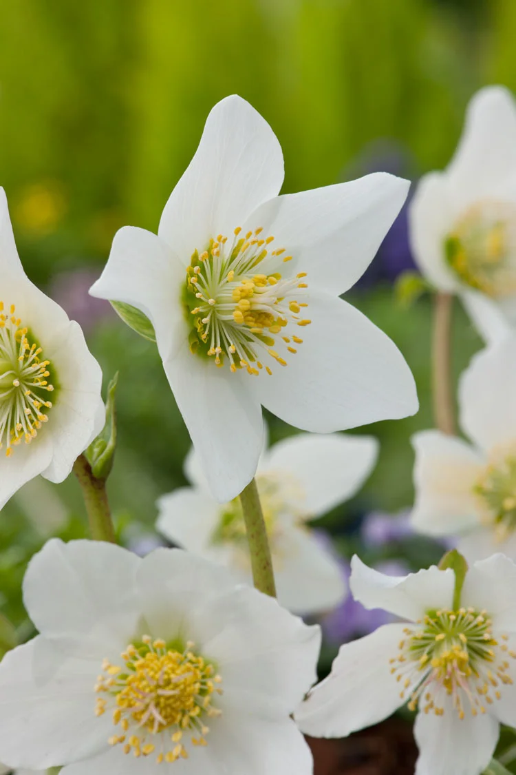 10 x Biologische kerstroos (Helleborus niger) D 11 H 15 cm