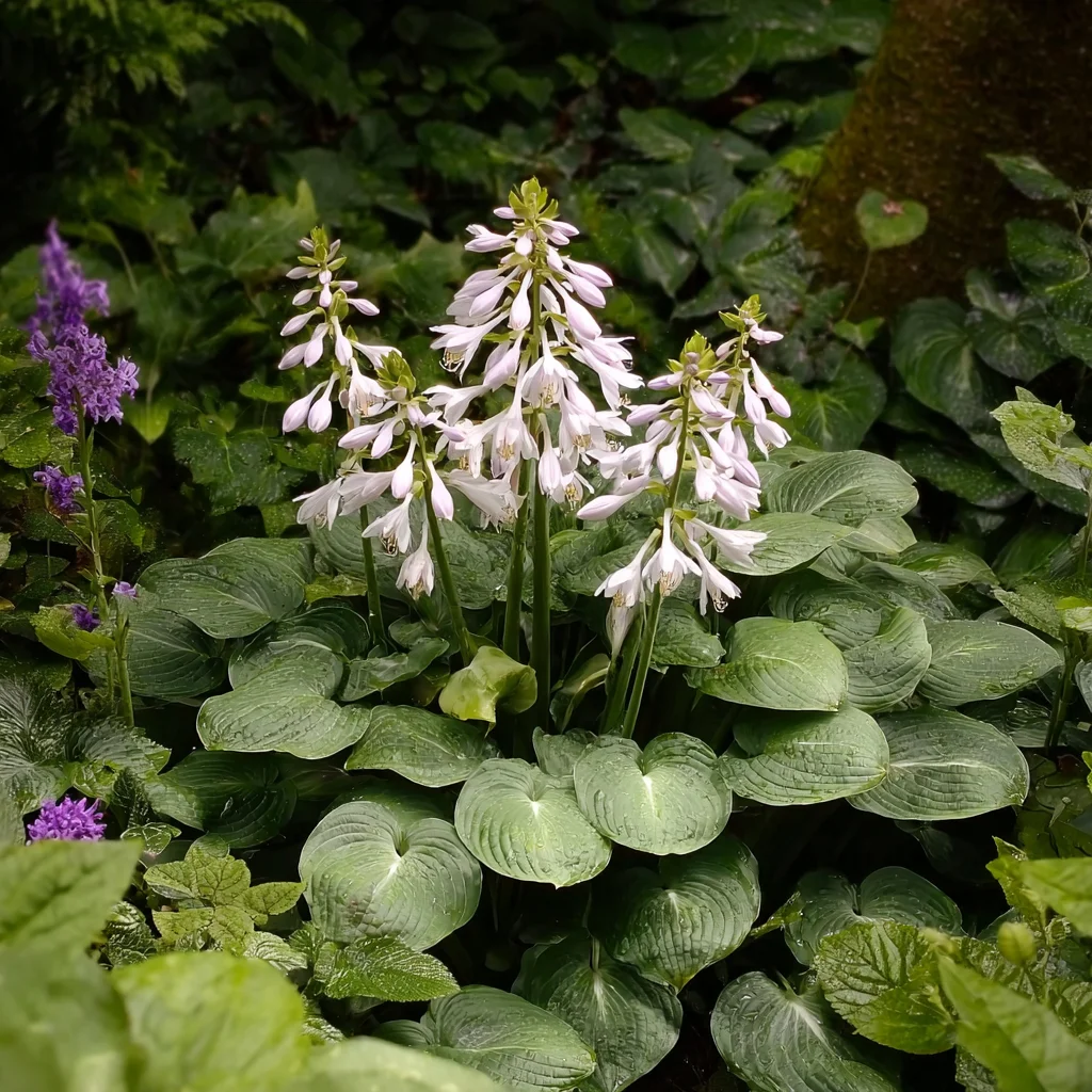 10 x  Biologische Hartlelie (Hosta sieboldiana 'Elegans' ) D 11 H 15 cm
