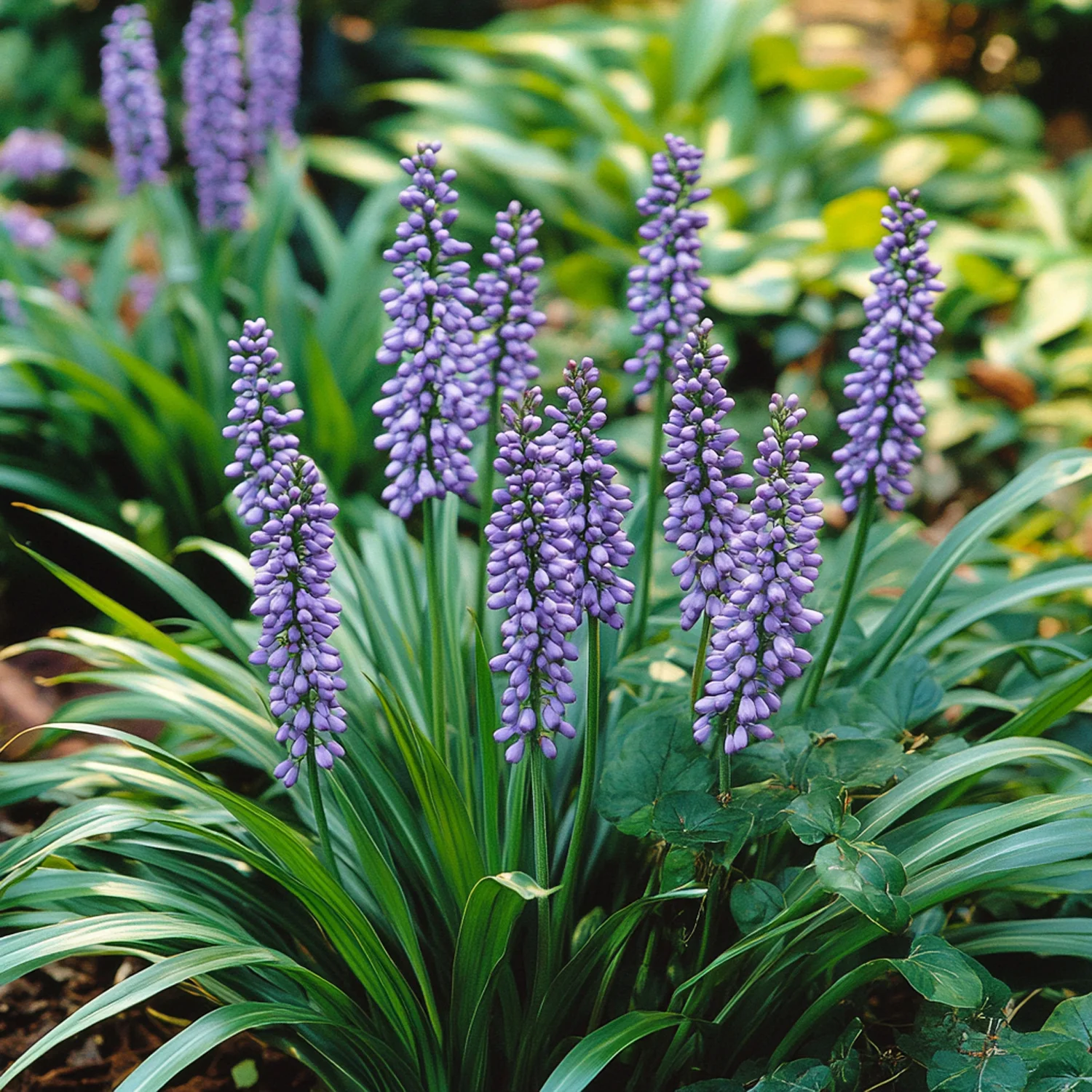 10 x Biologische Leliegras (Liriope muscari 'Big Blue' ) D 11 H 15 cm