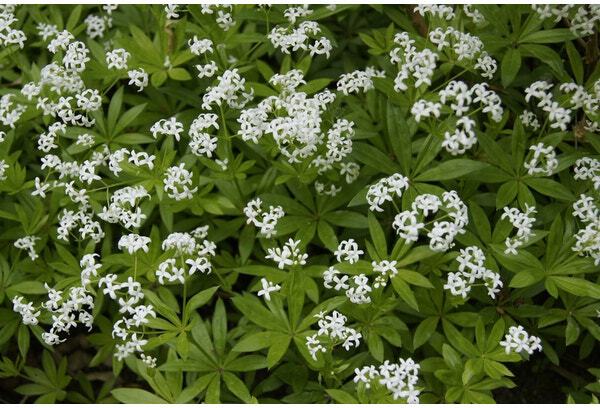 10 x Biologische Lievevrouwebedstro (Galium odoratum) D 11 H 15 cm