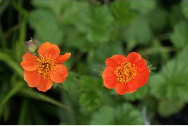 10 x Biologische Nagelkruid (Geum coccineum 'Borisii') D 12 H 15 cm
