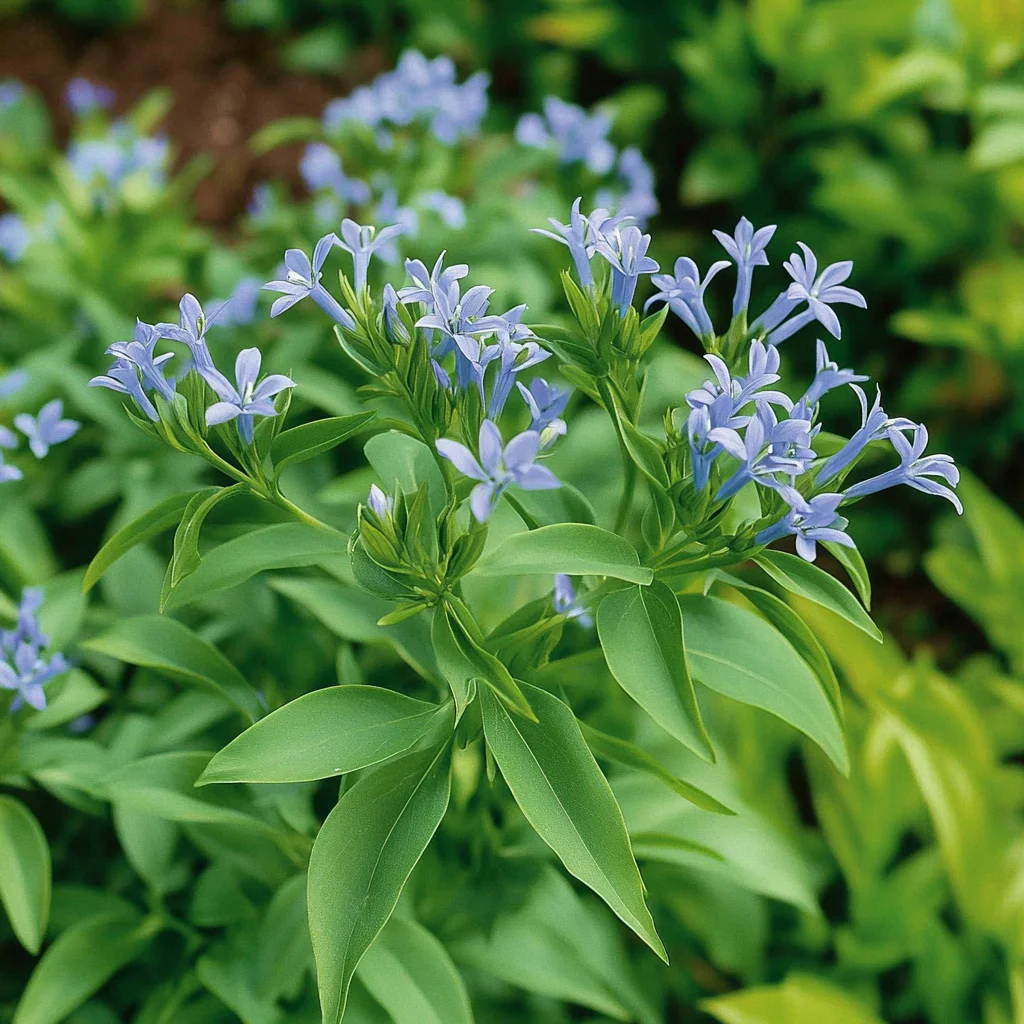 10 x Biologische Stermaagdenpalm (Amsonia 'Blue Ice') D 11 H 15 cm