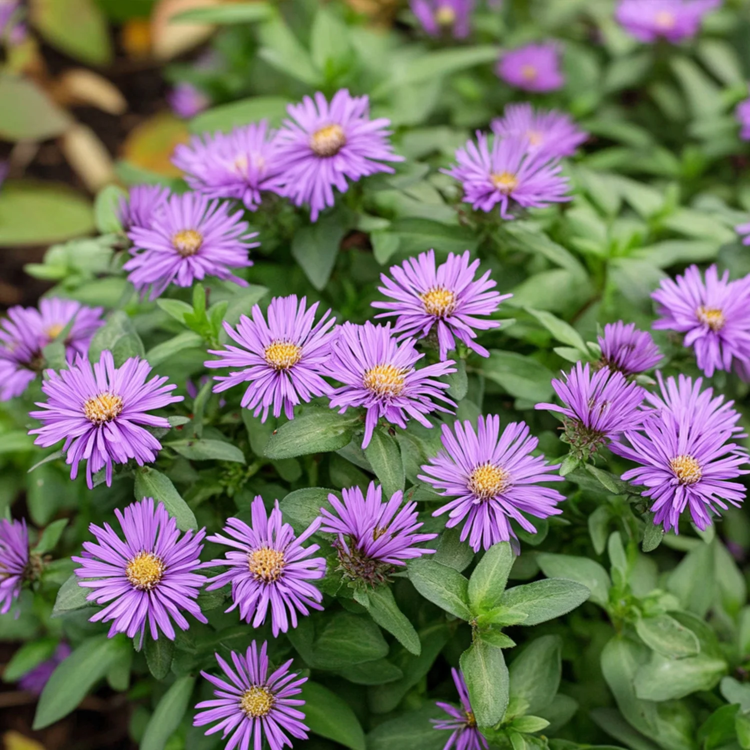 10 x Biologische Herfstaster (Aster novi-angliae 'Purple Dome') D 11 H 15 cm
