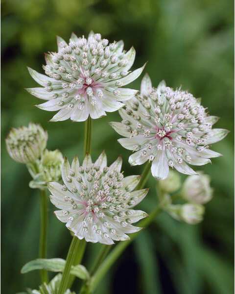 10 x Biologische Zeeuwsknoopje (Astrantia major) D 12 H 15 cm