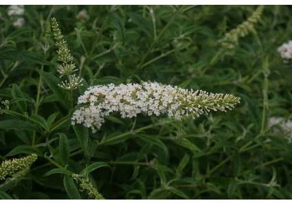 10 x Biologische Vlinderstruik (Buddleja davidii 'White Profusion') D 12 H 15 cm
