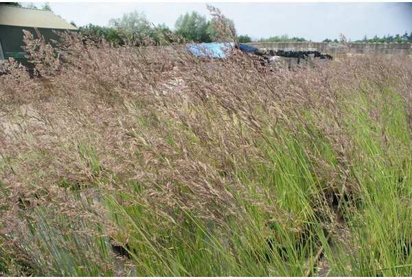 10 x Biologische Struisriet (Calamagrostis acut. 'Karl Foerster') D 11 H 15 cm