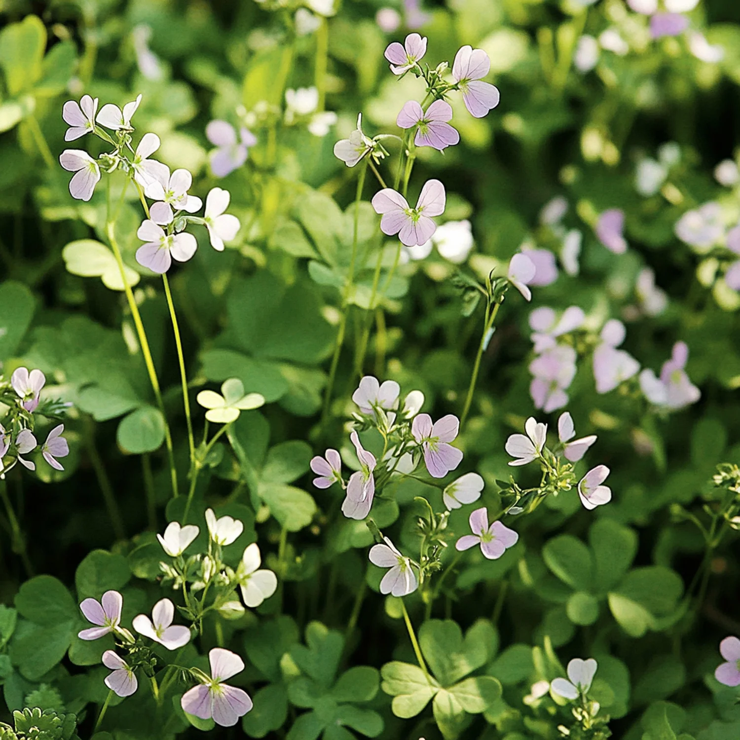 10 x Biologische Pinksterbloem (Cardamine pratensis) D 11 H 15 cm